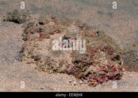 Steinfisch (Synanceia verzweigt), getarnt, vergraben im Sand, Jordanien Stockfoto