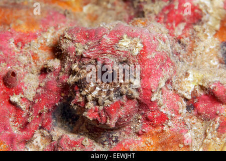 Steinfisch (Synanceia verzweigt), Detailansicht des Auges, Jordanien Stockfoto