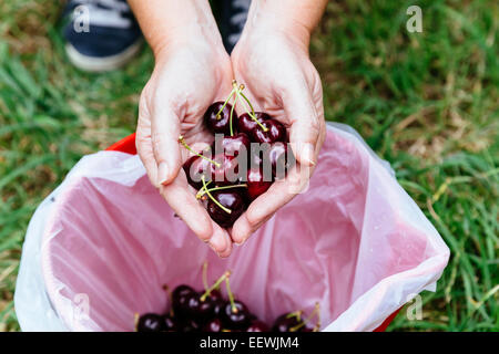 Nahaufnahme von Frauenhand mit frisch gepflückten Kirschen am Kirschgarten in Silvan, Victoria, Australien Stockfoto