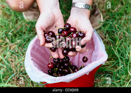 Nahaufnahme eines Mannes Hände halten frisch gepflückte Kirschen am Kirschgarten in Silvan, Victoria, Australien Stockfoto