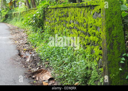 Moos wächst auf einer Steinmauer entlang einer Straße in Ubud, Bali. Stockfoto