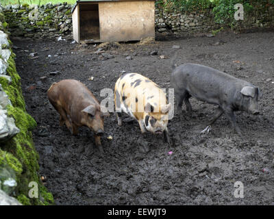 Drei Schweinchen, Yorkshire, England, UK. Stockfoto