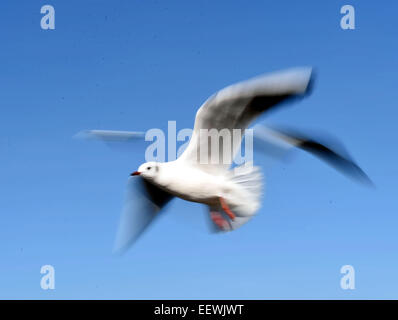 (150122)--KUNMING, 22. Januar 2015 (Xinhua)--A Black-headed Gull fliegen über den Haigeng Deich des Dianchi-Sees in Kunming, Hauptstadt der südwestlichen chinesischen Provinz Yunnan, 22. Januar 2015. Viele Einheimische kommen, um den Deich Lachmöwen am Donnerstag zu sehen, wie die Temperatur moderat ist und die Luft klar ist. (Xinhua/Yang Zongyou) (Wjq) Stockfoto