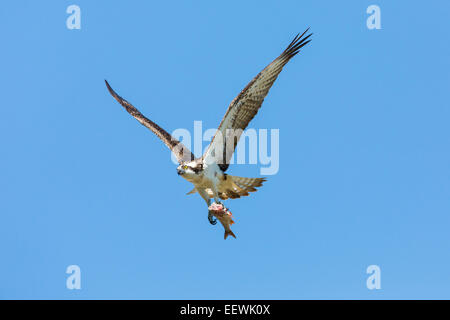 Erwachsene weibliche Fischadler Pandion Haliaetus fliegen gegen blauen Himmel mit Fisch in Krallen, Droitwich, Worcestershire, September 2012. Stockfoto