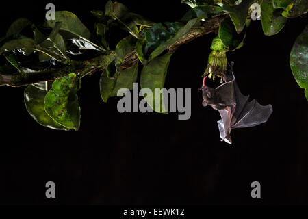 Pallas lang genutet Fledermaus Glossophaga Soricina Nectaring aus Blumen in der Nähe von Boca Tapada, Costa Rica, Januar 2014. Stockfoto