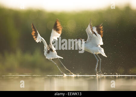 Paar Pied Avocet Recurvirostra Avosetta jagen in flachen Pool, See Csaj, Pusztaszer, Ungarn, Juli 2013. Stockfoto