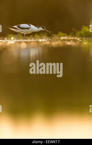 Einzelne Pied Avocet Recurvirostra Avosetta Fütterung im flachen Pool, See Csaj, Pusztaszer, Ungarn, Juli 2013. Stockfoto