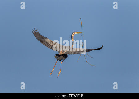 Einzelne Purple Heron Ardea Purpurea fliegen zurück, um mit großen Ast, Tuaran, Borneo, Malaysia, April 2010 nisten. Stockfoto