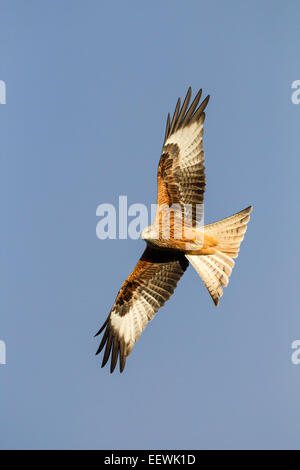 Einzelne rote Drachen Milvus Milvus fliegen mit Flügeln gegen blauen Himmel ausgestreckten Rhayader, Powys, Wales, November 2010. Stockfoto