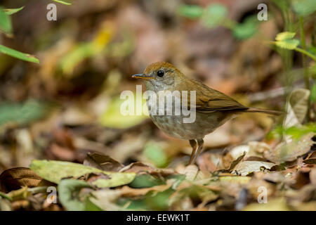 Wildfarben-capped Nachtigall-Drossel Catharus Frantzii stehen unter Laubstreu in San Gerardo de Dota, Costa Rica, März 2014 Stockfoto