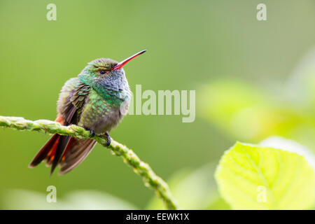 Rufous-tailed Kolibri Amazilia Tzacati thront auf jamaikanische Vervain (Stachytarpheta Jamaicensis) Costa Rica Stockfoto