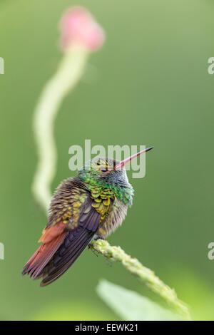 Rufous-tailed Kolibri Amazilia Tzacati thront auf jamaikanische Vervain (Stachytarpheta Jamaicensis) Costa Rica Stockfoto