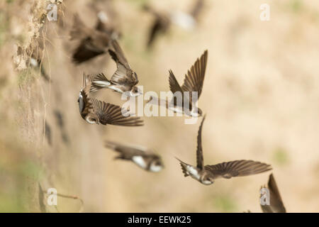 Sand Martin Riparia Riparia fliegen, um Löcher in Sandbank verschachteln Stockfoto