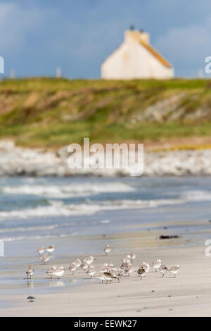 Sanderling Calidris Minutus auf South Uist Strand mit Croft im Hintergrund Stockfoto