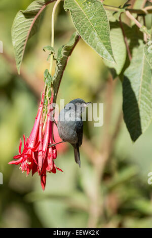 Erwachsene männliche Schiefermineralität Flowerpiercer Diglossa Plumbea Fütterung von Fuchsie (Fuchsia sp) Blumen in San Gerardo de Dota, Costa Rica, Stockfoto