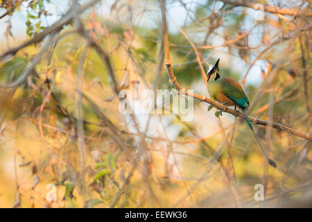 Türkis-browed Motmot Eumomota Superciliosa thront unter den dichten Zweigen in der Nähe von Rincon De La Vieja, Costa Rica, Februar, 20 Stockfoto