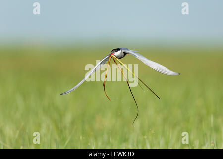 Weissbart-Seeschwalbe-Chlidonias Hybridus tragenden Reed stammt zurück zum Verschachteln, Hortobagy Nationalpark, Ungarn, Juni 2013. Stockfoto