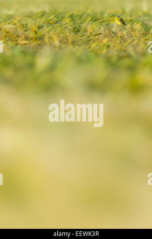 Einzelne gelbe Bachstelze Motacilla Flava Gesänge aus Weizenfeld, Hortobagy Nationalpark, Ungarn, Juni 2013. Stockfoto