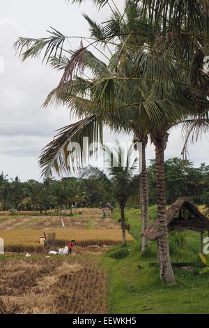 Reis-Ernte in Ubud, Bali. Stockfoto