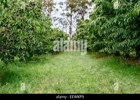 Kirschgarten in Silvan, Victoria, Australien Stockfoto