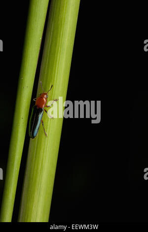 Klicken Sie auf Käfer, Elateridae. Insekten in der Familie Elateridae werden Klick Käfer bezeichnet. Stockfoto