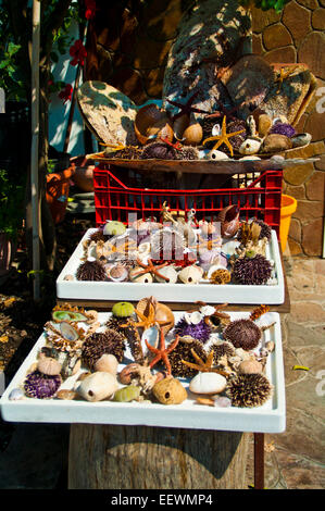 Tier; Atlantik; Hintergrund; Schönheit; in der Nähe; Closeup; sammeln; Sammlung; bunte; bunte; Korallen; Krabbe; Kreaturen; Dekor Stockfoto