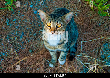 liebenswert; Tier; Hintergrund; schön; -Kamera; Katze; in der Nähe; Closeup; niedlich; Auge; Augen; Gesicht; flauschige; vorne; lustig; Gray; Haare Stockfoto