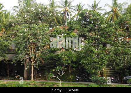 Weißer Reiher von Petulu nisten in Bäumen in Petulu, Ubud, Bali. Stockfoto