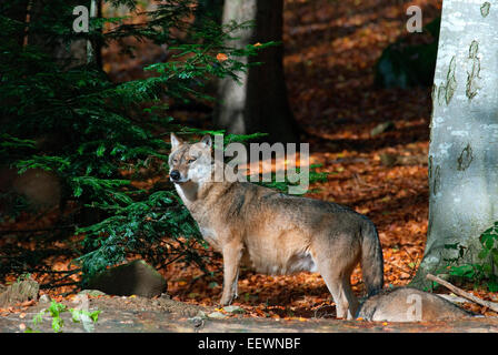 Europäischer Wolf (Canis Lupus), Nationalpark Bayerischer Wald, Bayerischer Wald, Bayern, Deutschland Stockfoto
