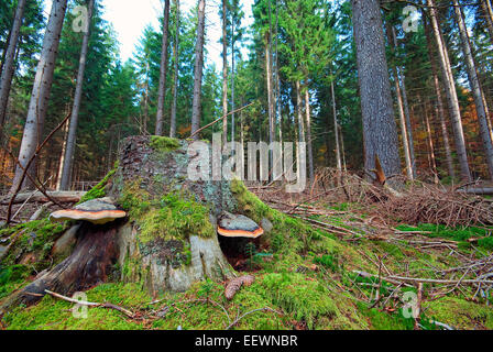 Nationalpark Bayerischer Wald, Bayerischer Wald, Bayern, Deutschland Stockfoto