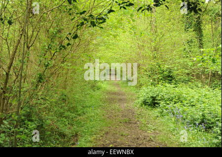 footpath through woodland Stockfoto