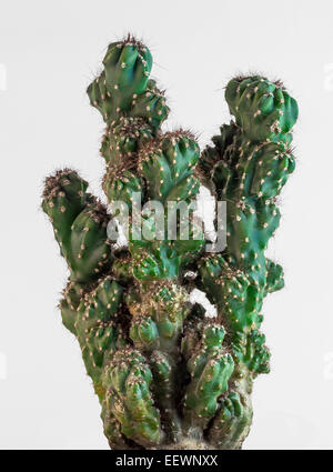 Kaktus (Cylindropuntia) isoliert auf weiss Stockfoto