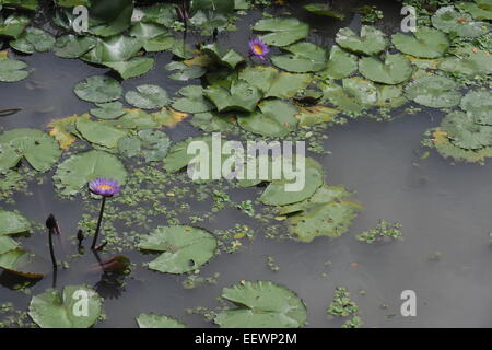 Lila Blüte Lotus in einem Teich. Stockfoto