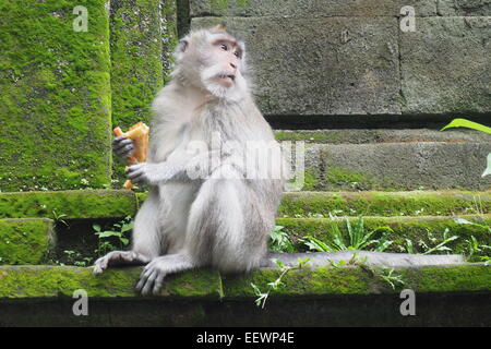 Long-tailed Macaque im Heiligen Affen Wald des Padangtegal menschliche Essen Fetzen, Ubud, Bali. Stockfoto