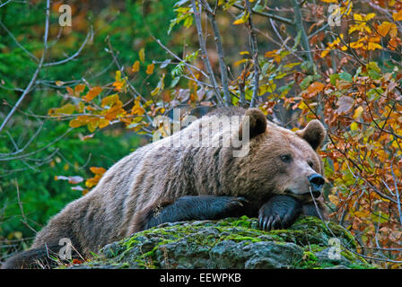 Braunbär (Ursus Arctos), Nationalpark Bayerischer Wald, Bayerischer Wald, Bayern, Deutschland Stockfoto