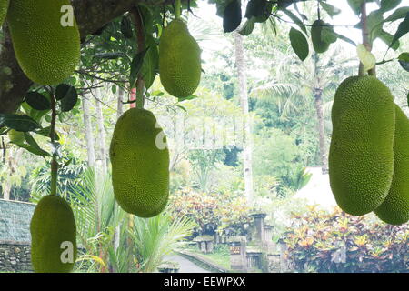 Jackfrüchte hängen von ihren Baum in einem Garten in Ubud, Bali. Stockfoto