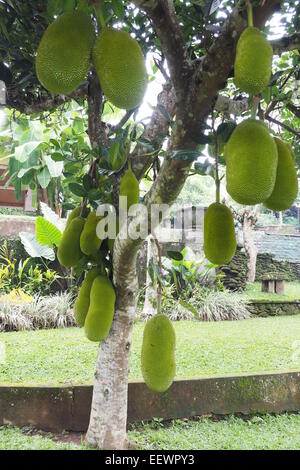 Jackfrüchte hängen von ihren Baum in einem Garten in Ubud, Bali. Stockfoto