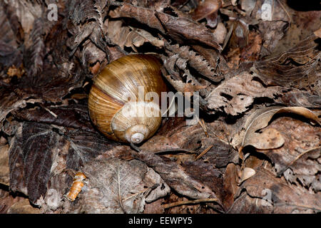 [En] Weinrebe-Schnecke (Helix Pomatia) Blätter in der Wuhlheide Berlin. [de] Weinbergschnecke (Helix Pomatia) Im Laub. Stockfoto