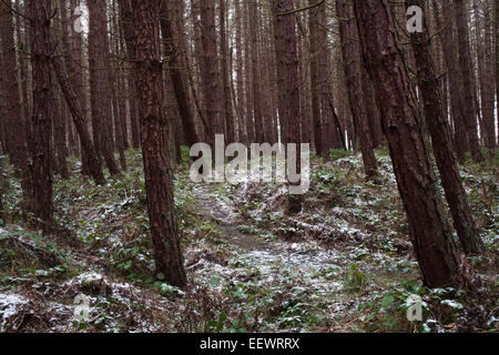Kiefern mit einer Prise Schnee in Burnopfield Plantage, County Durham. Stockfoto