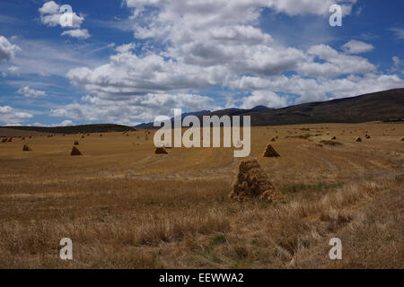 Strohballen auf einem Feld in der Worcester-Bezirk von der Provinz Westkap, Südafrika. Stockfoto