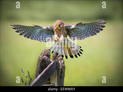 Weiblicher Turmfalke Landung auf Pfosten Stockfoto