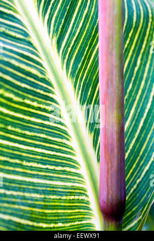 CANNA Blatt und Stamm Stockfoto