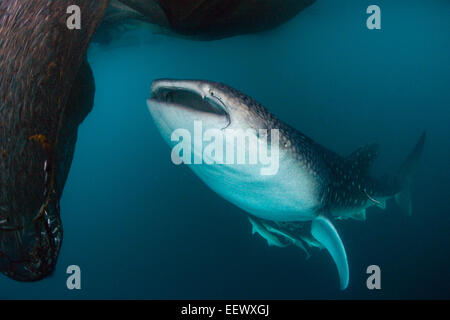 Walhai unter Angeln Plattform Rhincodon Typus, Triton Bay, West Papua, Indonesien Stockfoto