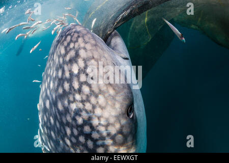 Walhai unter Angeln Plattform Rhincodon Typus, Triton Bay, West Papua, Indonesien Stockfoto