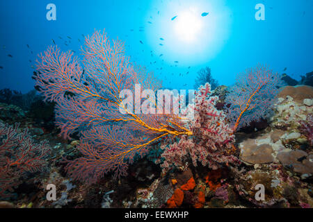 Seafan im Korallenriff, Melithaea SP., Kai-Inseln, Molukken, Indonesien Stockfoto