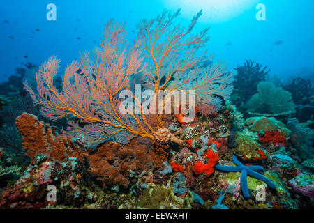 Seafan im Korallenriff, Melithaea SP., Kai-Inseln, Molukken, Indonesien Stockfoto