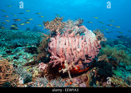 Barrel Sponge im Korallenriff, Xestospongia Testudinaria, Tanimbar-Inseln, Molukken, Indonesien Stockfoto