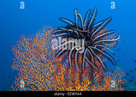 Crinoid auf Seafan, Crinoidea, Tanimbar-Inseln, Molukken, Indonesien Stockfoto