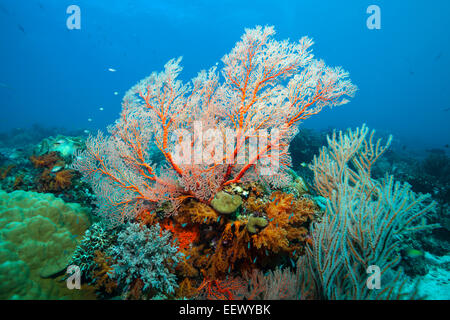 Seafan im Korallenriff, Melithaea SP., Tanimbar-Inseln, Molukken, Indonesien Stockfoto