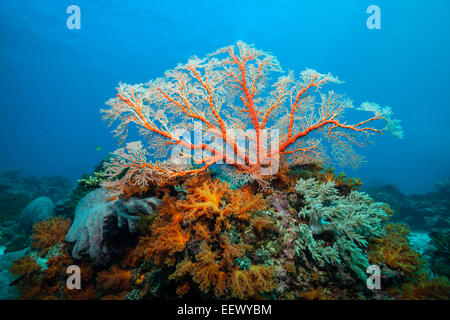 Seafan im Korallenriff, Melithaea SP., Tanimbar-Inseln, Molukken, Indonesien Stockfoto